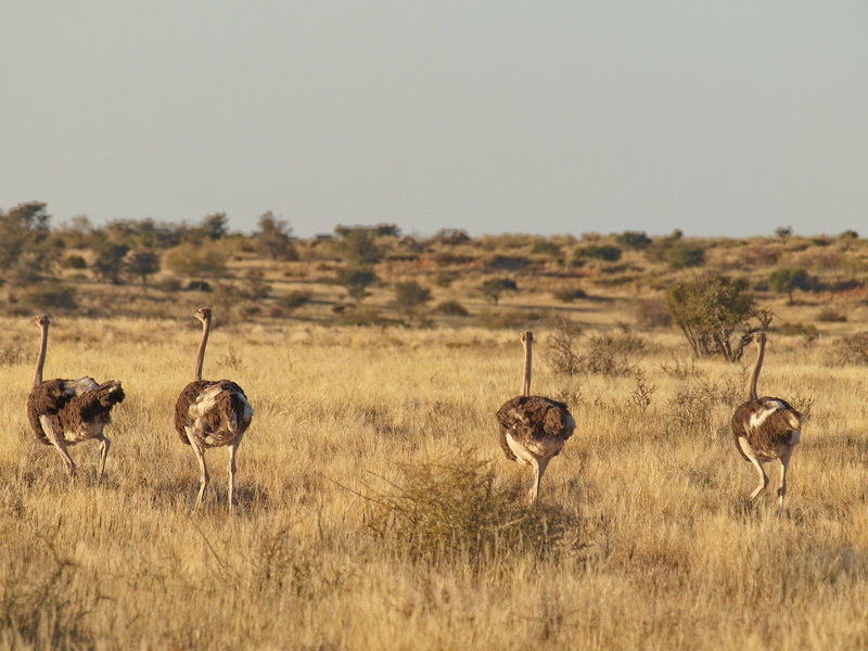 Ostrich, Kalahari